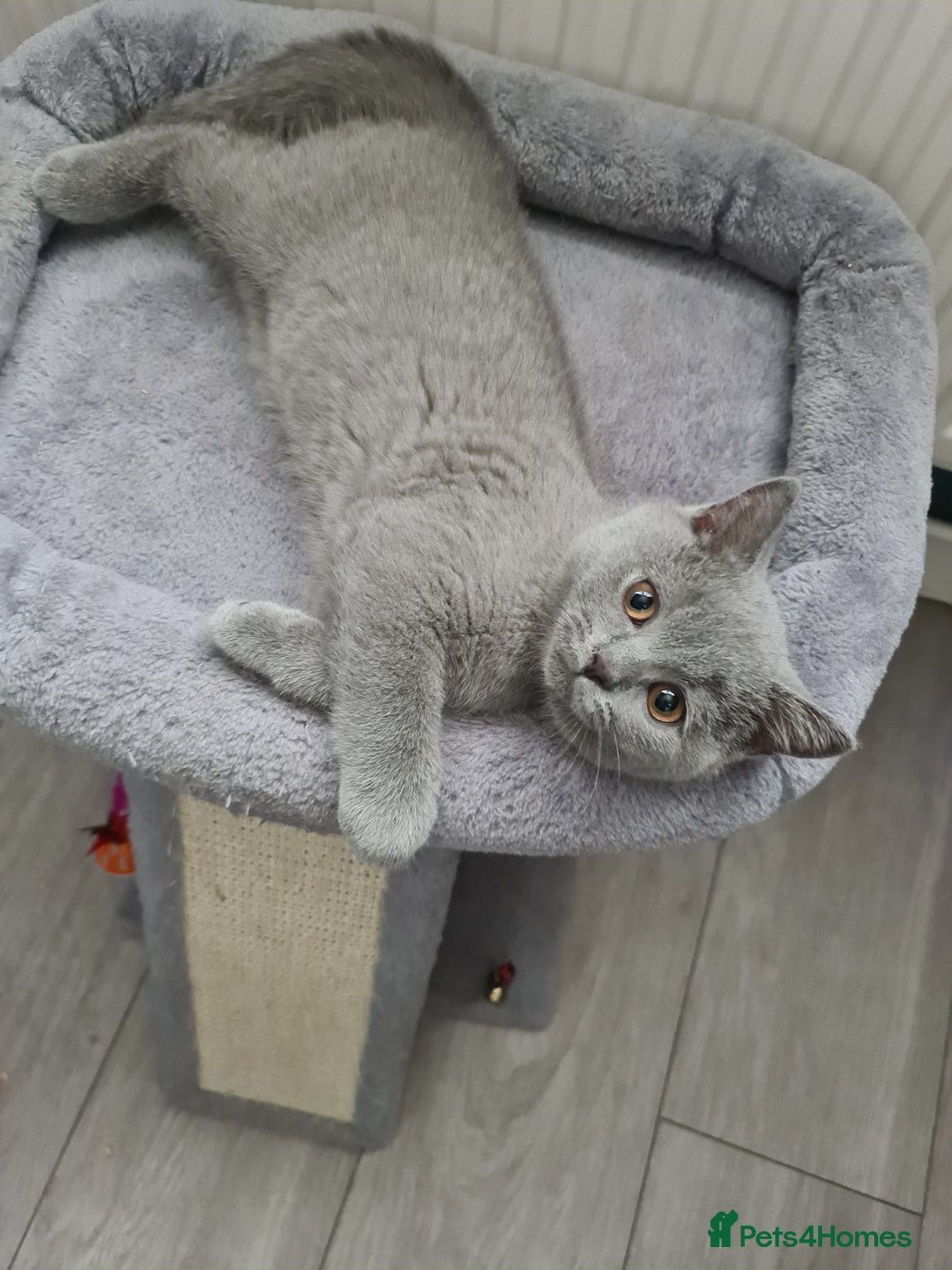 British Shorthair cats for sale: *LAST KITTEN READY NOW STUNNING BLUE BOY* - Image 1