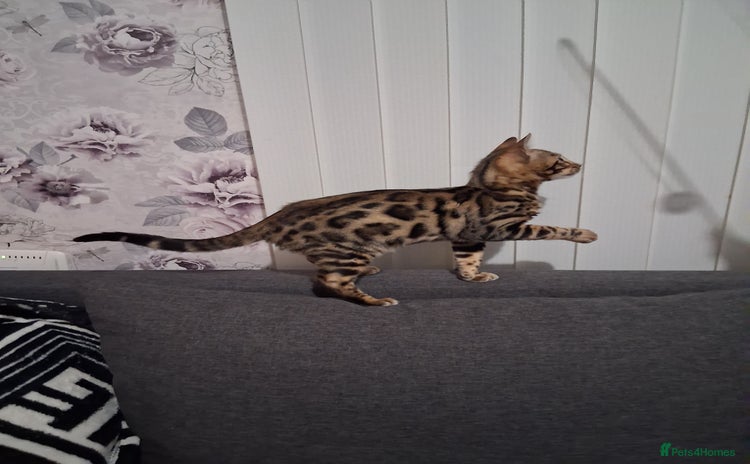 Bengal cats Tica reg. Bengal Kittens  - Advert 2