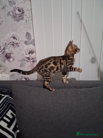 Bengal cats Tica reg. Bengal Kittens - Advert 2