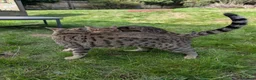 Bengal cats for sale: Bengals x 2  - Advert 8