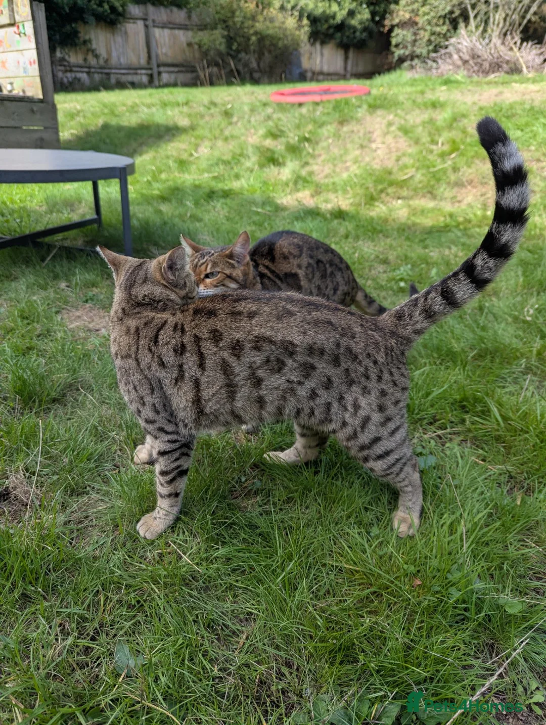 Bengal cats for sale: Bengals x 2  - Advert 8