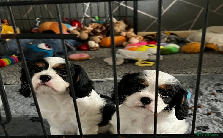 Cavalier King Charles Spaniel dogs - Advert 9