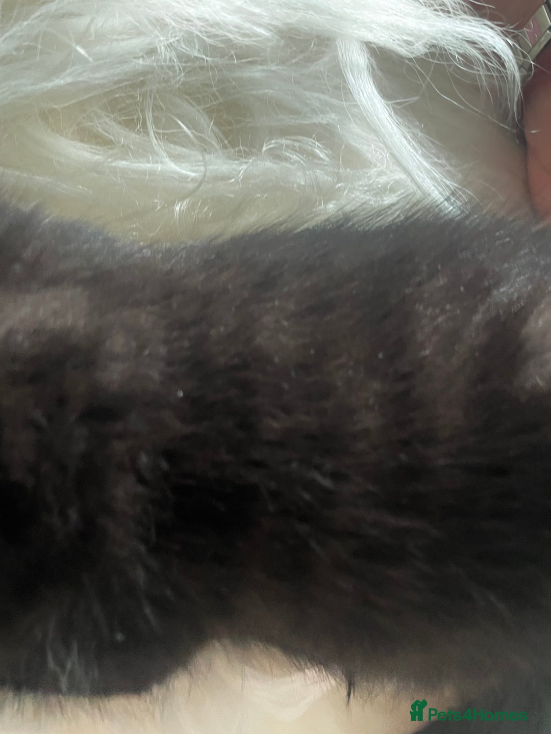 Mixed Breed cats for sale: All Black tiger stripes kittens 3 girls 🩷 - Image 8