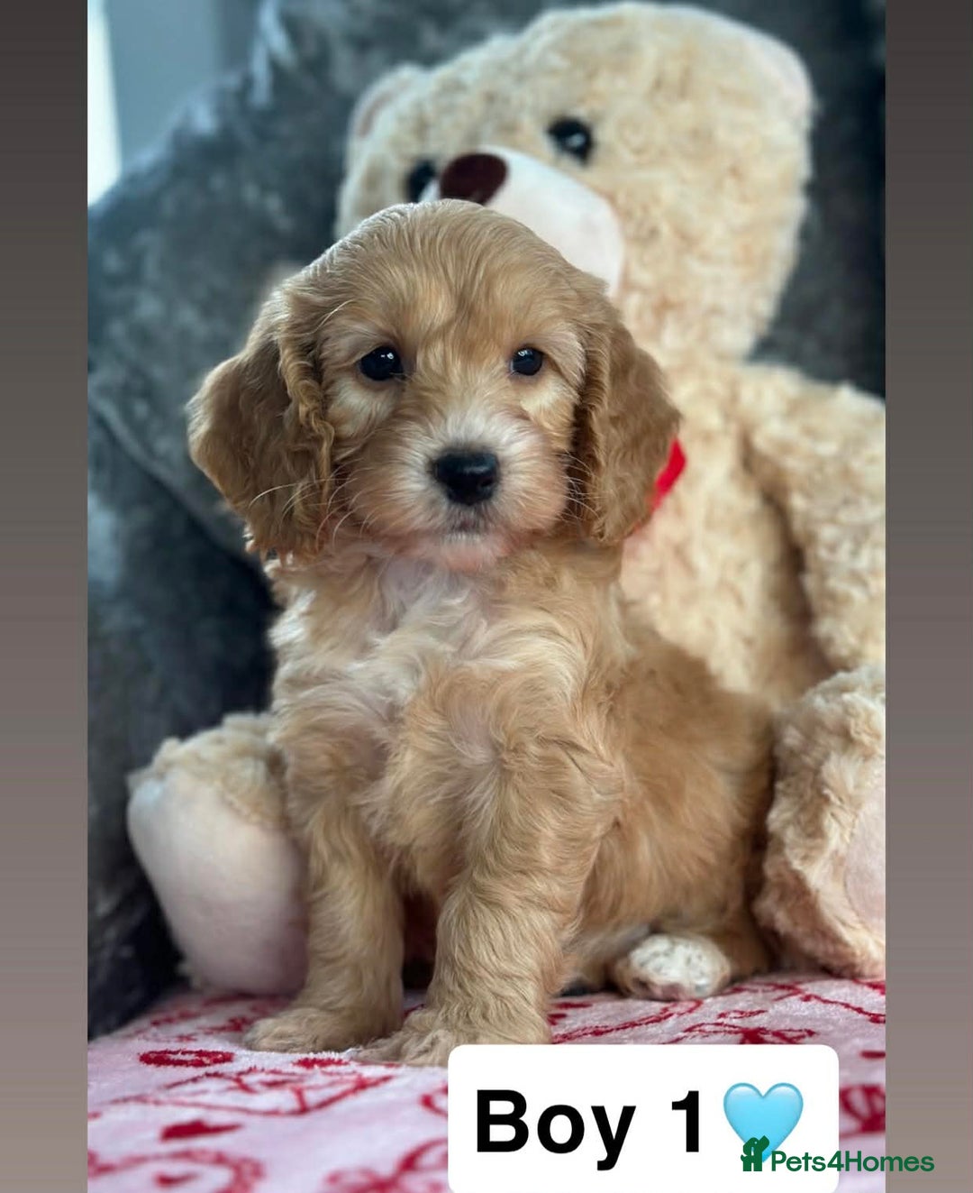 Cockapoo dogs for sale: Stunning PRA/PRCD Cockerpoo Pups - Advert 2