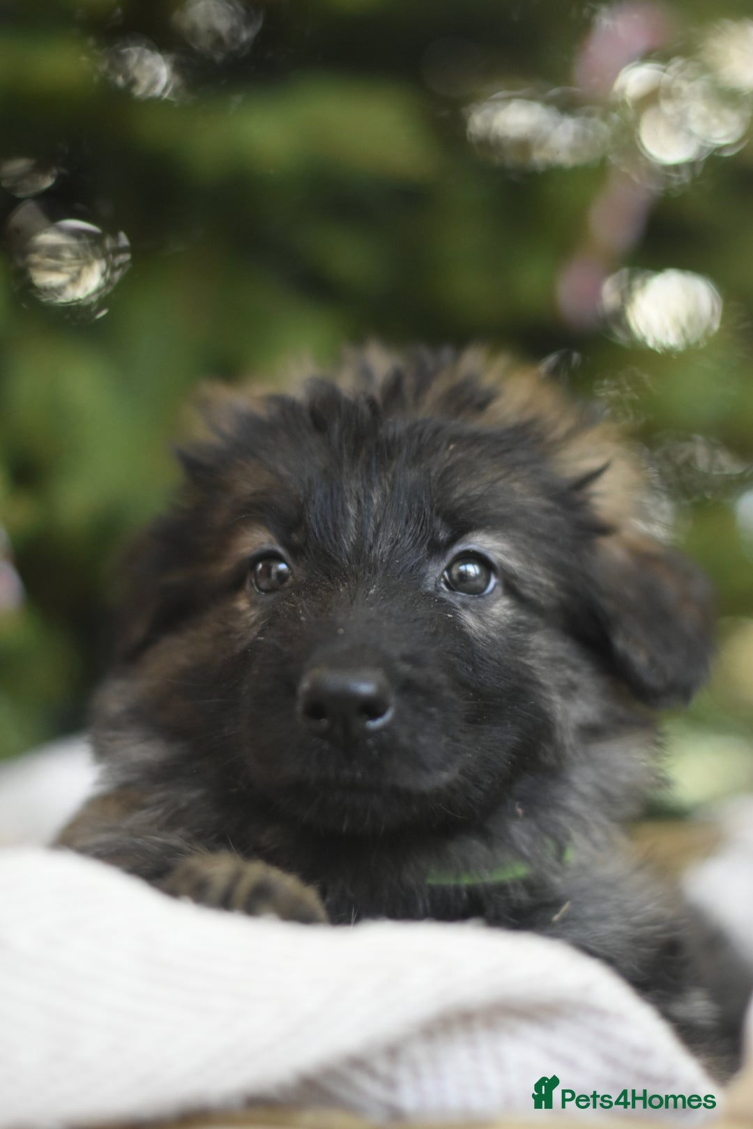 German Shepherd dogs for sale: KC registered 5 generation long coated GSD puppies - Advert 6