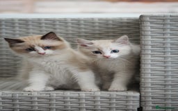 Ragdoll cats for sale: 🐈✨ Tica Registered Ragdoll Kittens in Tamworth - Image 13