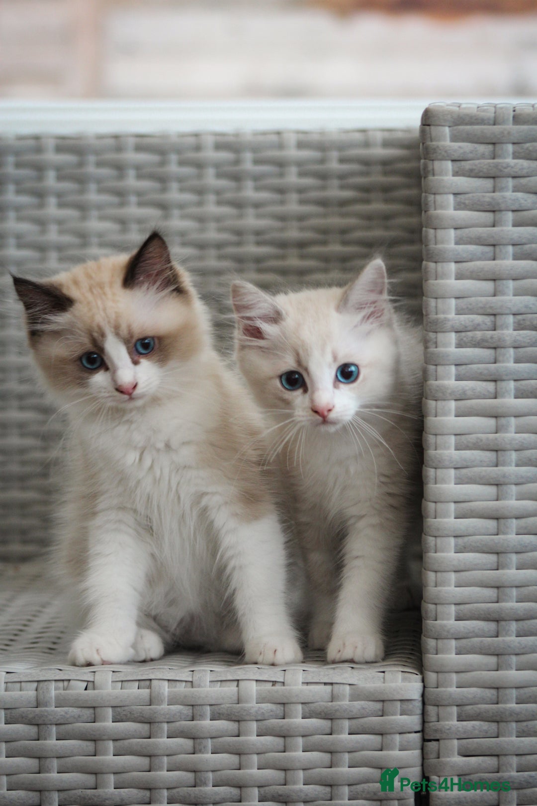 Ragdoll cats for sale: 🐈✨ Tica Registered Ragdoll Kittens in Tamworth - Image 13