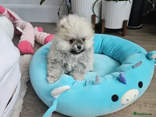 Pomeranian dogs TINY Pure Gorgeous KC Pomeranians Pups - Advert 4