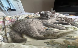 British Shorthair cats for sale: 🐈TOP QUALITY GCCF registered BRITISH SHORTHAIR✨ - Image 5