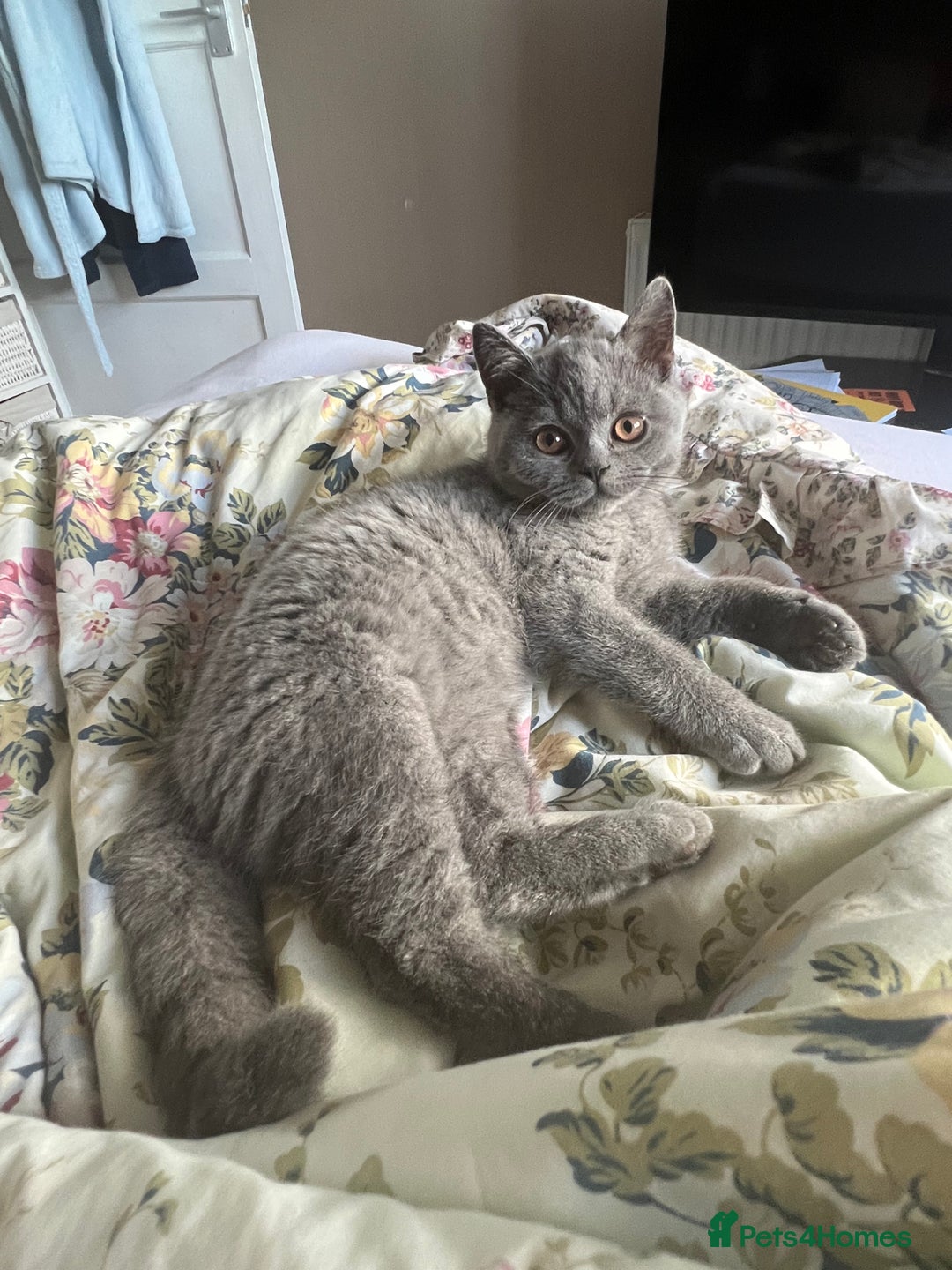 British Shorthair cats for sale: 🐈TOP QUALITY GCCF registered BRITISH SHORTHAIR✨ - Image 5