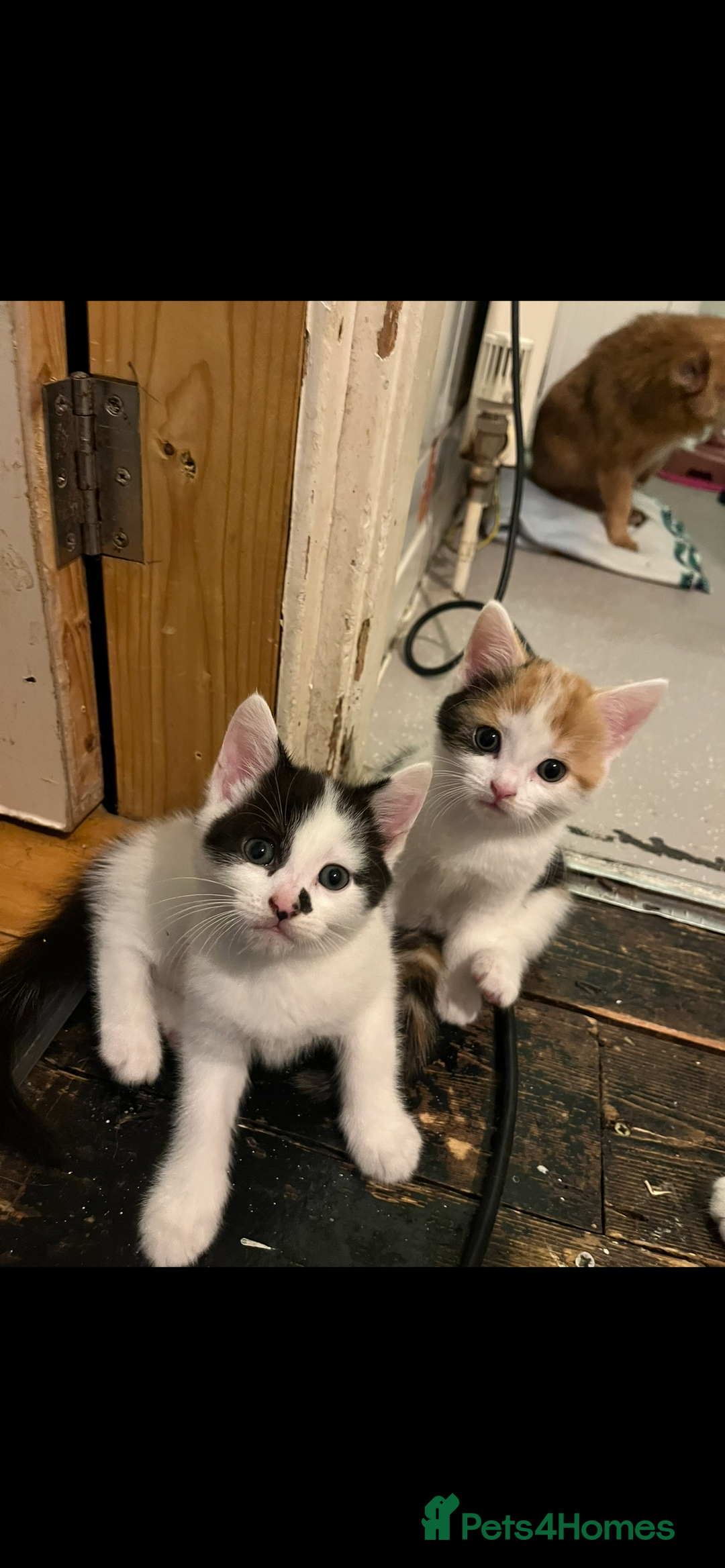 Mixed Breed cats for sale: 4 beautiful kittens 😻 - Advert 15