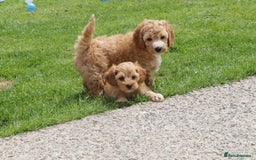 Cockapoo dogs for sale: Beautiful Cockapoo puppies for sale - Image 39