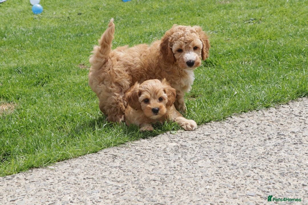 Cockapoo dogs for sale: Beautiful Cockapoo puppies for sale - Image 39