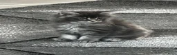 Maine Coon cats for sale: Beautiful Mainecoon kittens - Advert 2