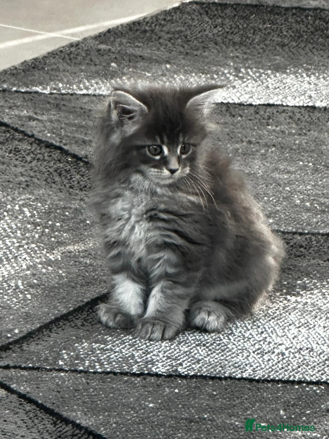 Maine Coon cats for sale: Beautiful Mainecoon kittens - Advert 2