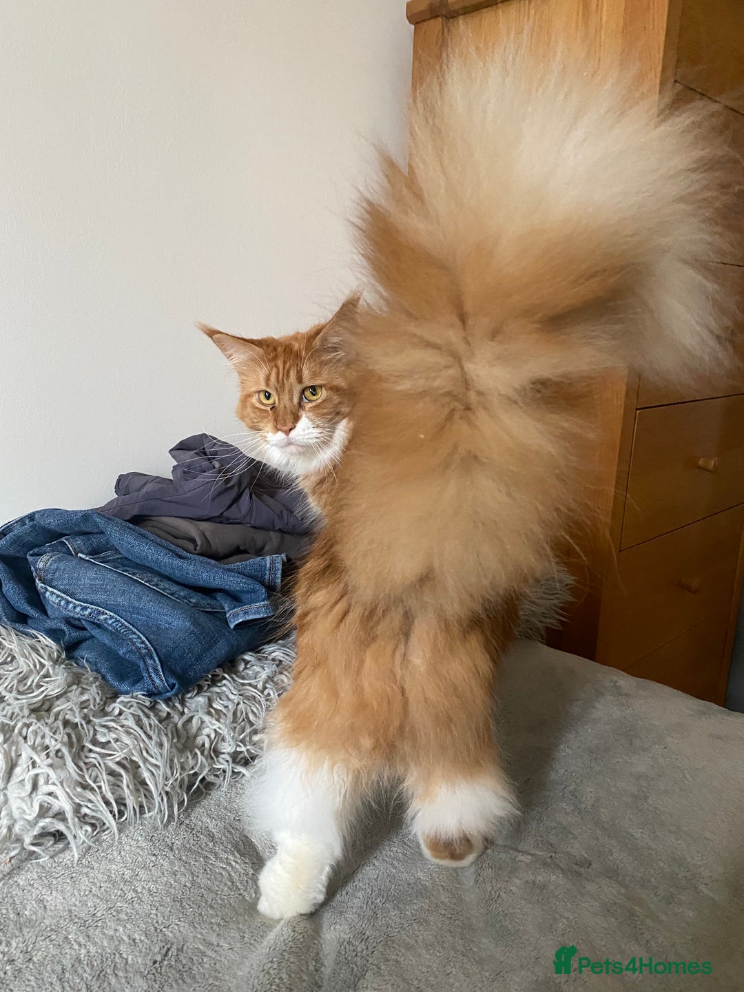 Maine Coon cats for sale: Beautiful Maine coon kittens - Advert 12