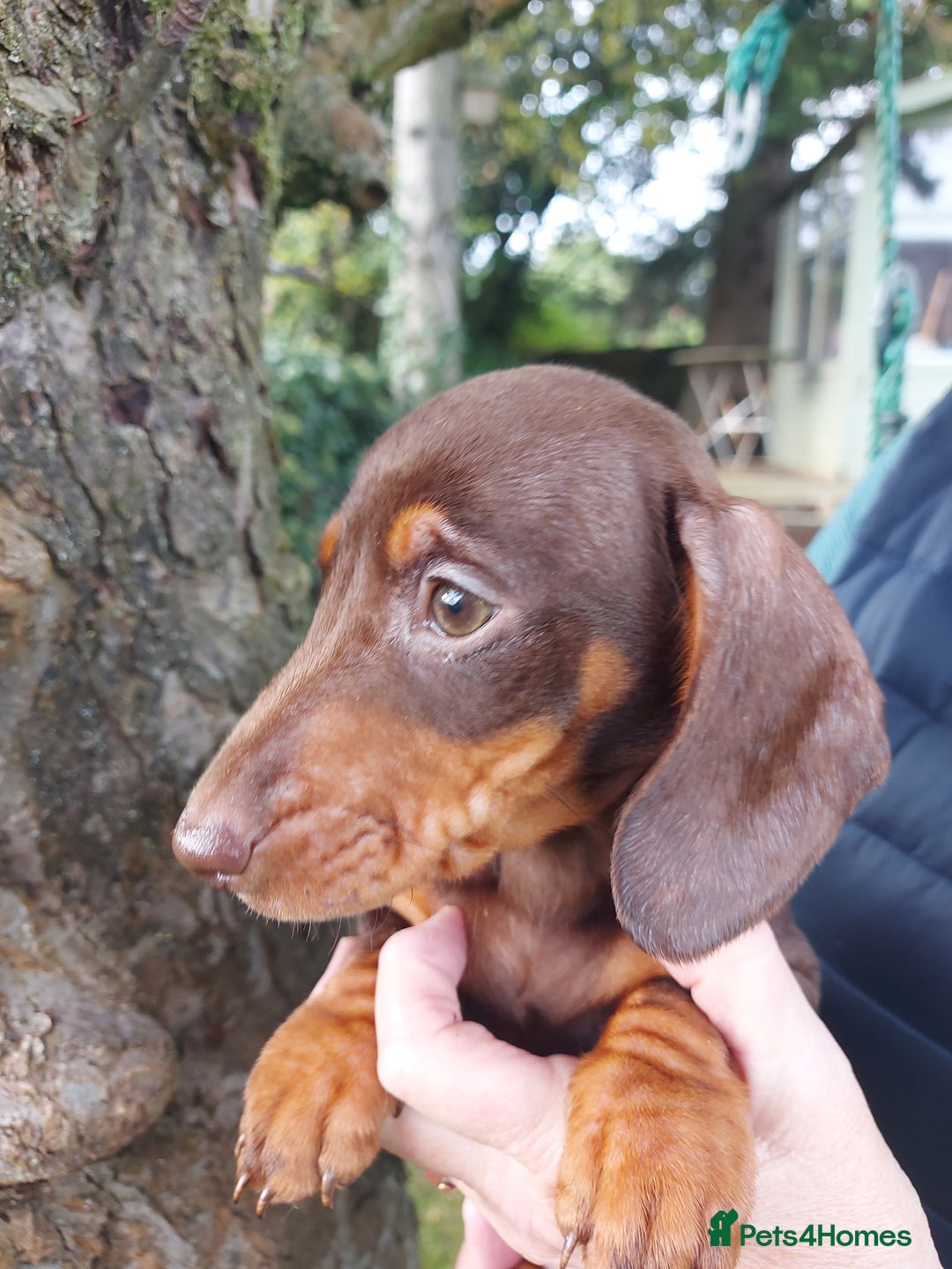 Miniature Dachshund dogs for sale: Beautiful litter of 6 true to type miniature pups. - Image 32