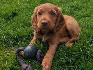 Cocker Spaniel dogs 👀🥇Pedigree golden cocker spaniel puppies 🏆 - Advert 3