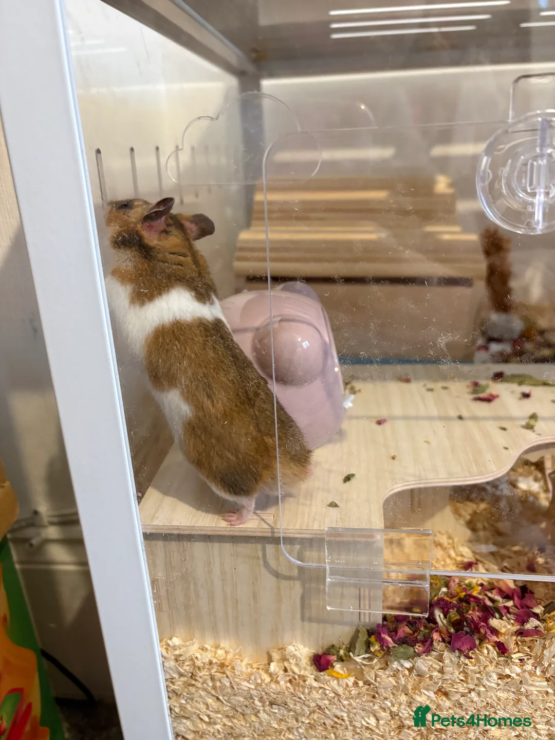 Hamster rodents for sale: Male Syrian hamster - Advert 4