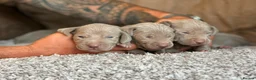 Weimaraner dogs for sale: KC Registered silver Weimaraner puppies in Mold - Advert 11