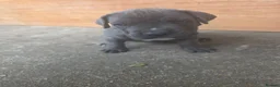 Cane Corso dogs for sale: Cane corso puppies in West Drayton - Advert 10