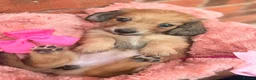 Miniature Dachshund dogs for sale: Long haired miniature dachshunds  - Advert 6