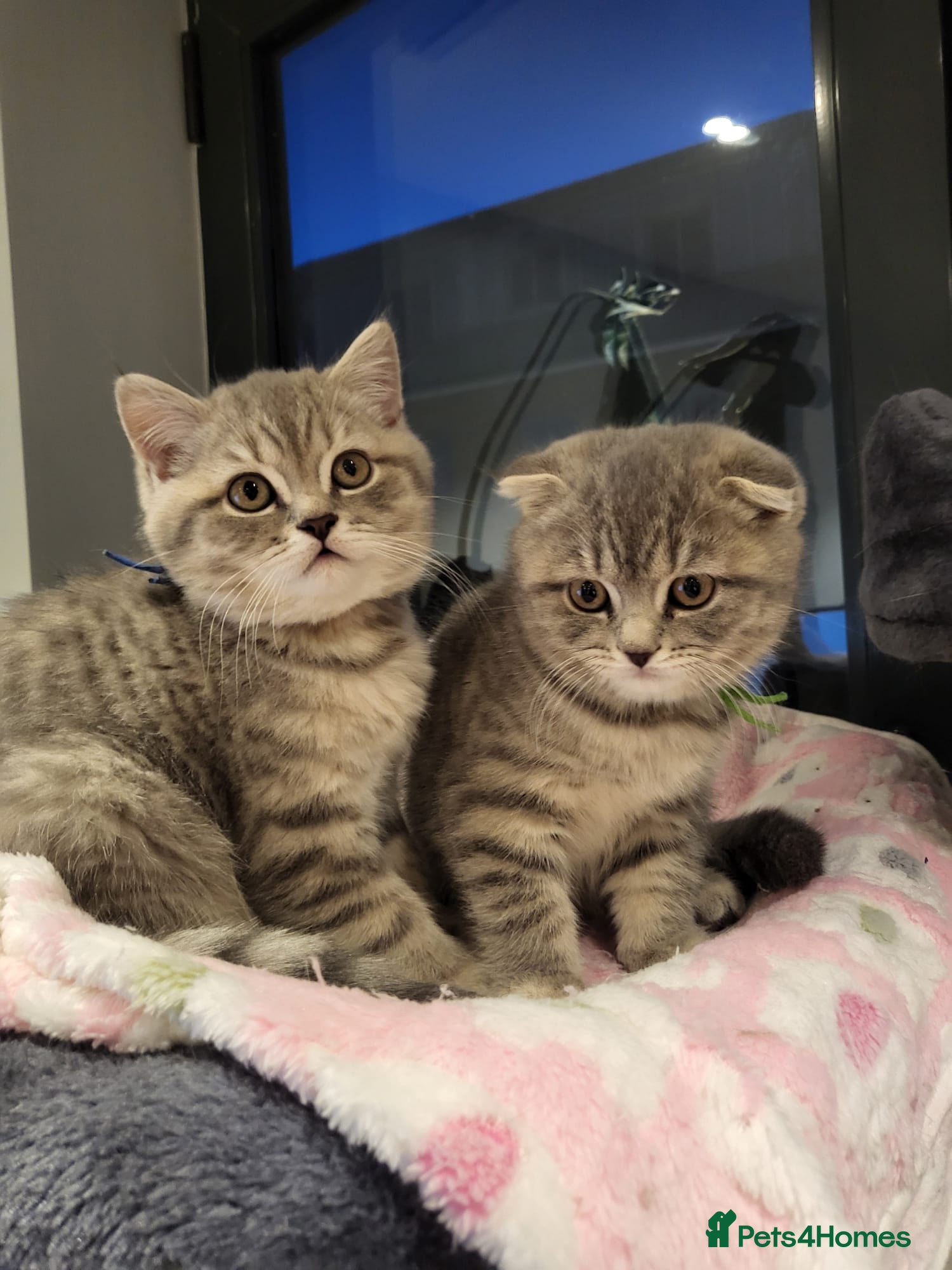Scottish Fold cats 🥳PRICE REDUCED! 🥳CUTE PEDIGREE KITTENS!!!🤩  - Advert 1