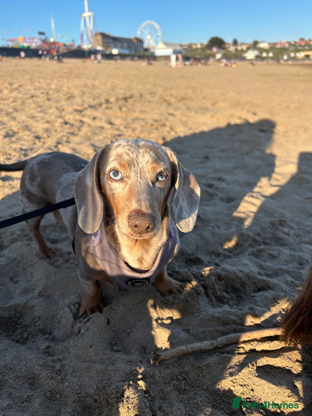 Miniature Dachshund dogs for sale: Fluffy Miniature Dachshund - Advert 15