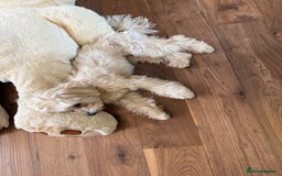 Maltipoo dogs for sale: Maltipooo little one very cute and cuddly  - Image 4