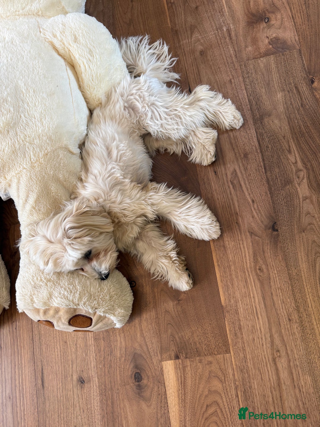 Maltipoo dogs for sale: Maltipooo little one very cute and cuddly  - Image 4