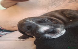Mixed Breed dogs for sale: 2 boy 2 girls springer mixed with staff puppys - Image 8