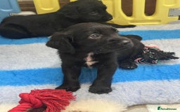 Mixed Breed dogs for sale: ** Spangold Retrievers ** - Image 11