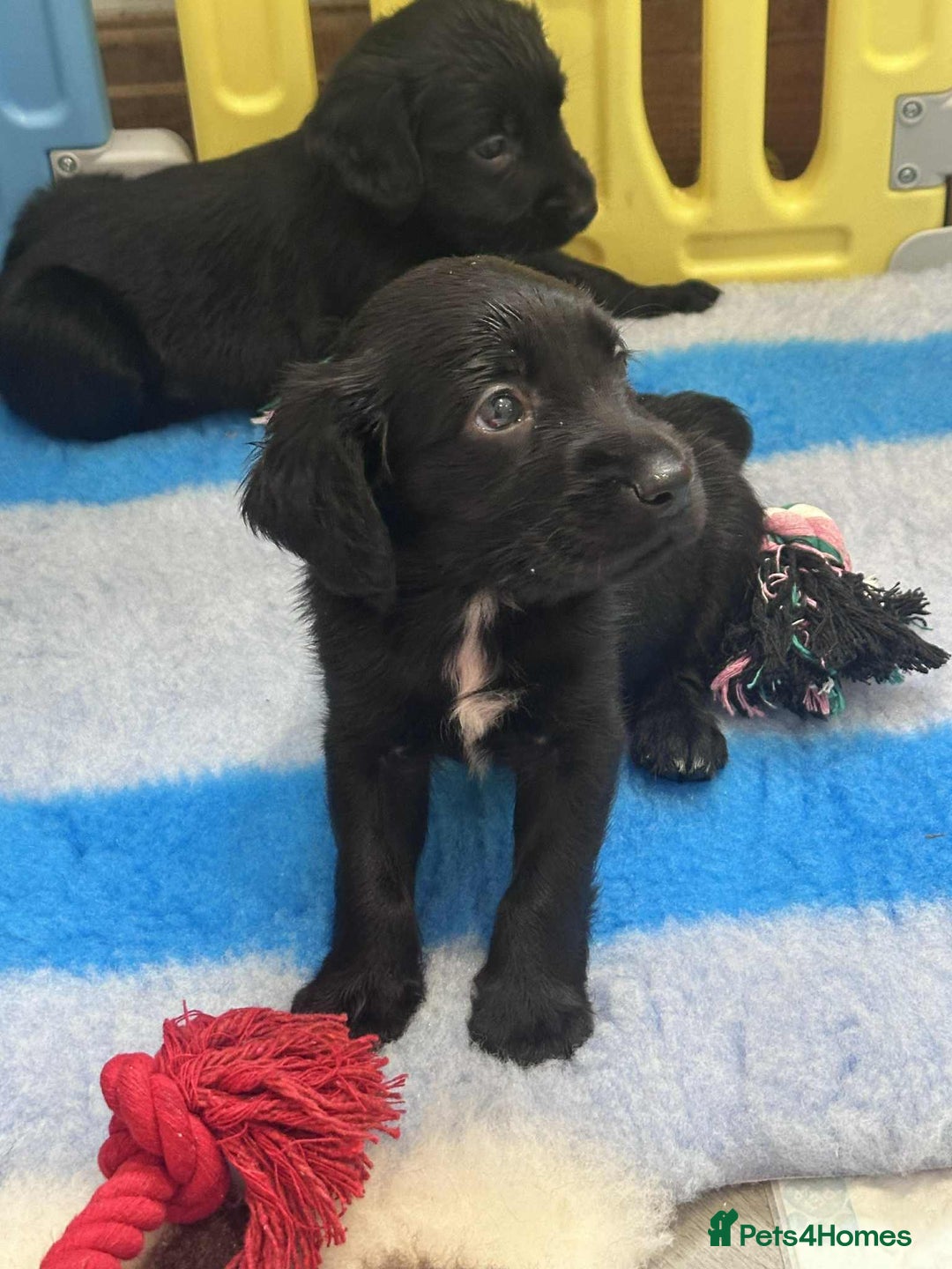 Mixed Breed dogs for sale: ** Spangold Retrievers ** - Image 11