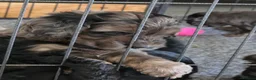Cockapoo dogs for sale: Stunning health tested cockapoos - Advert 23