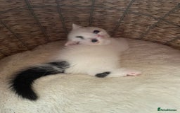 Exotic cats for sale: 🏆PREMIUM QUALITY KITTENS🏆 - Image 12
