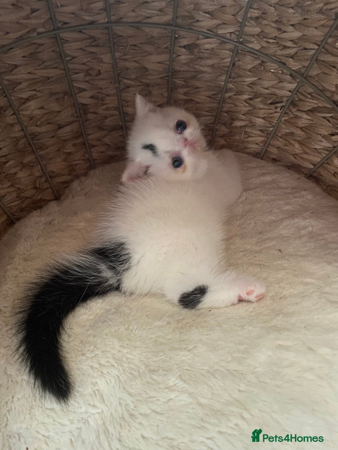 Exotic cats for sale: 🏆PREMIUM QUALITY KITTENS🏆 - Image 12