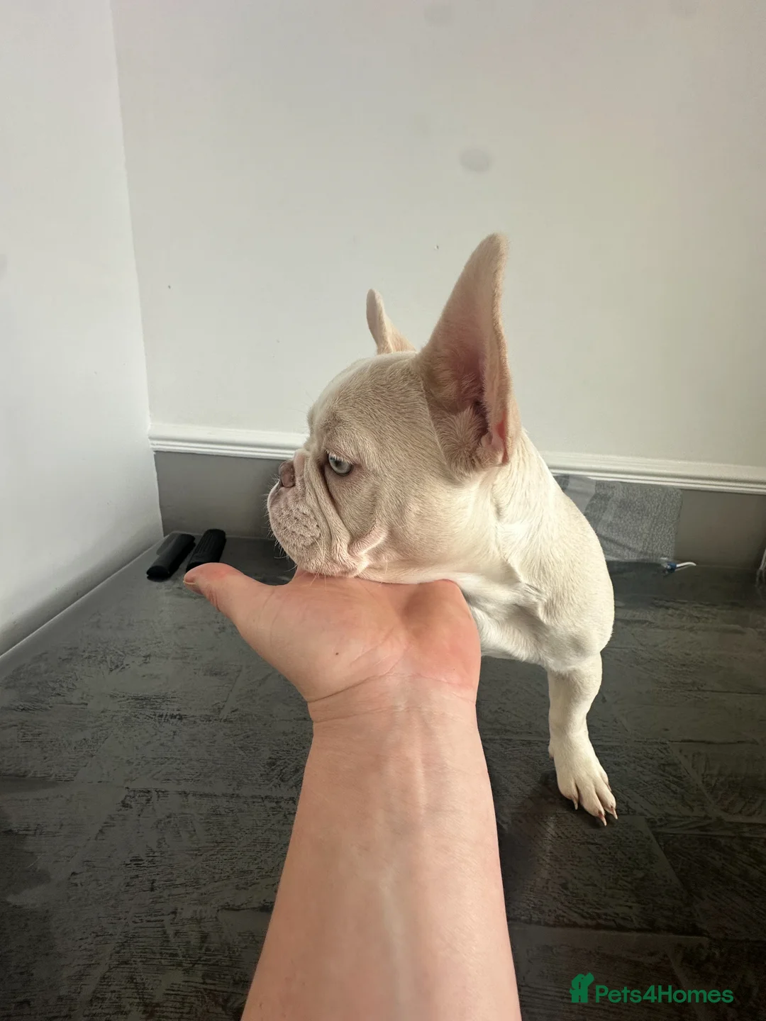 French Bulldog dogs for sale: Beautiful New Shade Isabella French Bulldog Puppy  - Advert 7