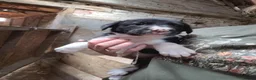 Border Collie dogs for sale: Working collie pups in Market Rasen - Advert 9