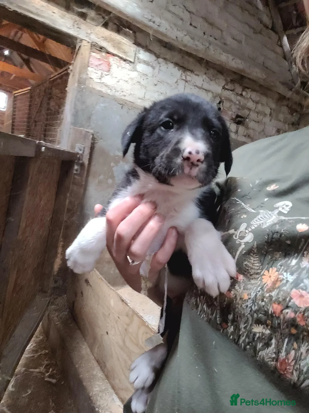 Border Collie dogs for sale: Working collie pups in Market Rasen - Advert 9