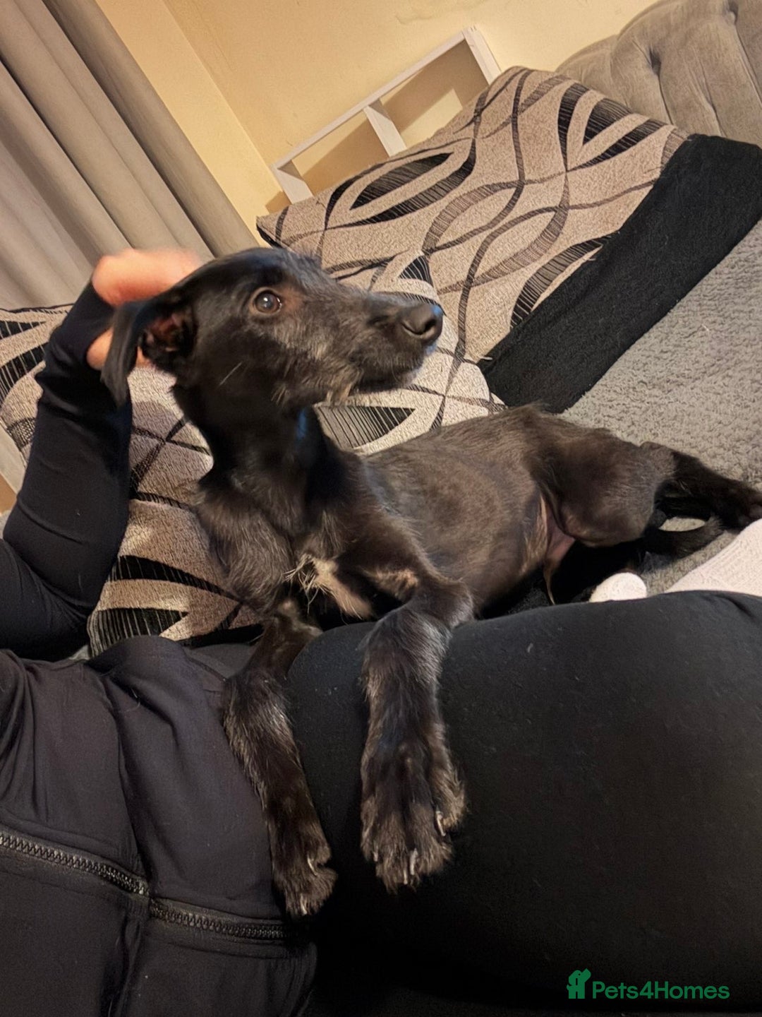 Lurcher dogs for sale: Lurcher pup - Image 7