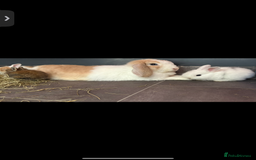 Mini Lop rabbits for sale: Mini Lop/Lion Lop babies - Image 8