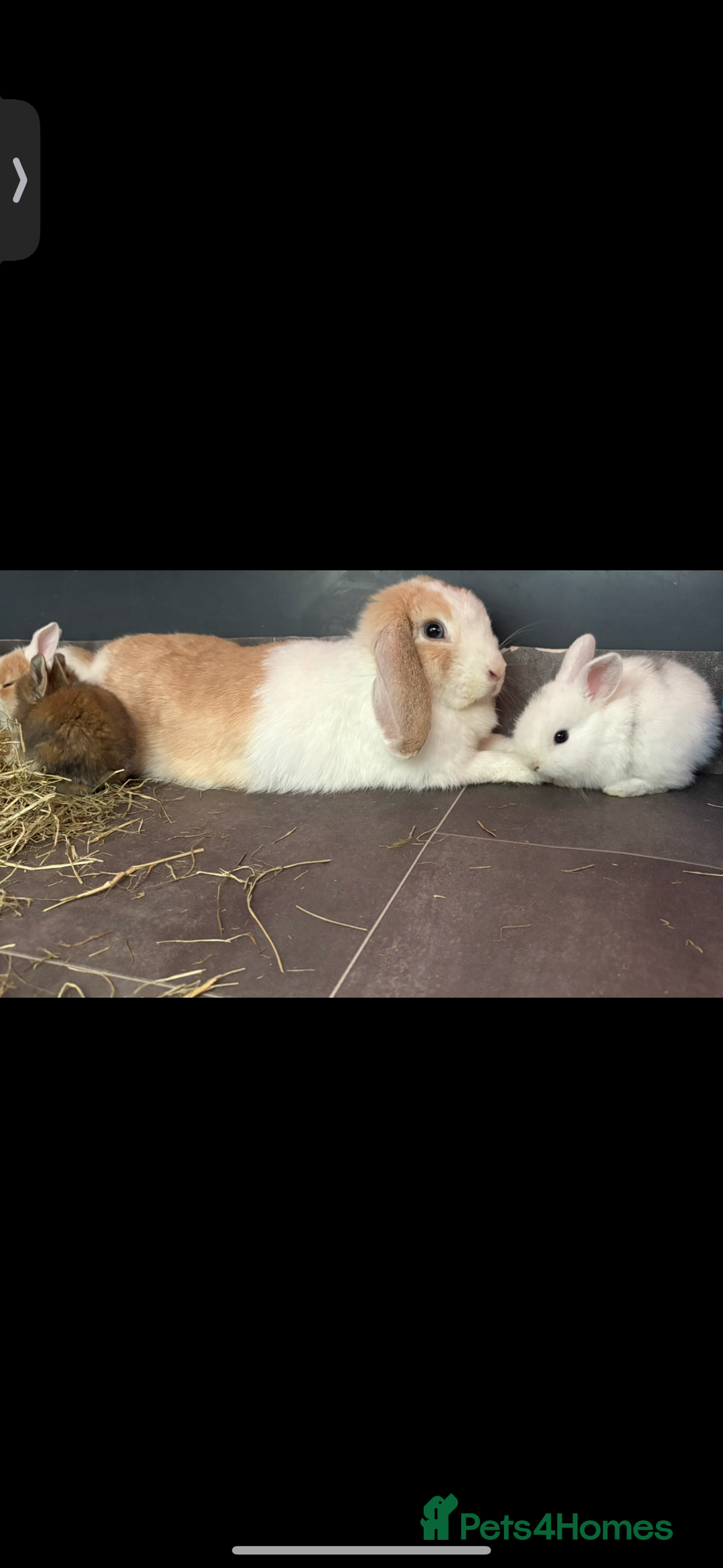 Mini Lop rabbits for sale: Mini Lop/Lion Lop babies - Image 8