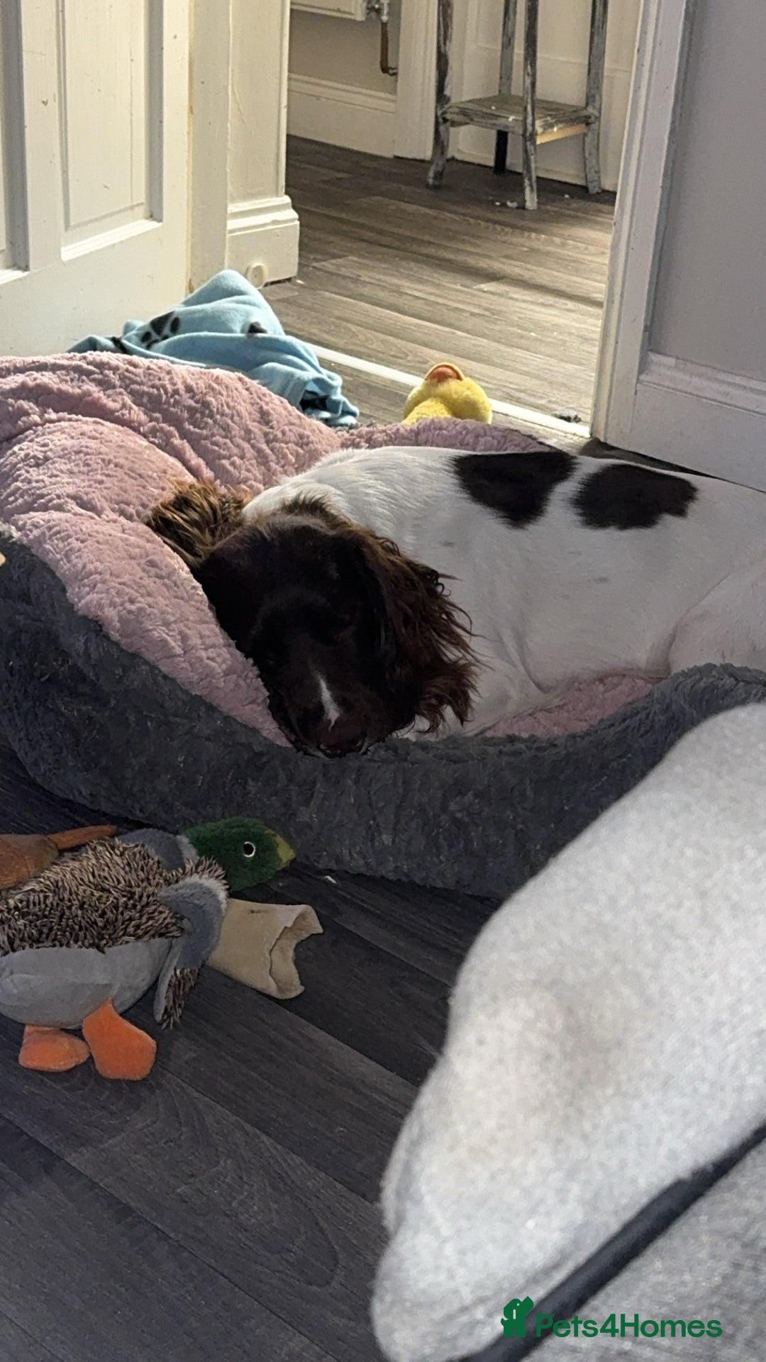 Sprocker dogs for sale: Male sprocker spaniel  - Image 1