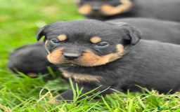 Rottweiler dogs for sale: KC Registered Rottweiler puppies  - Image 6