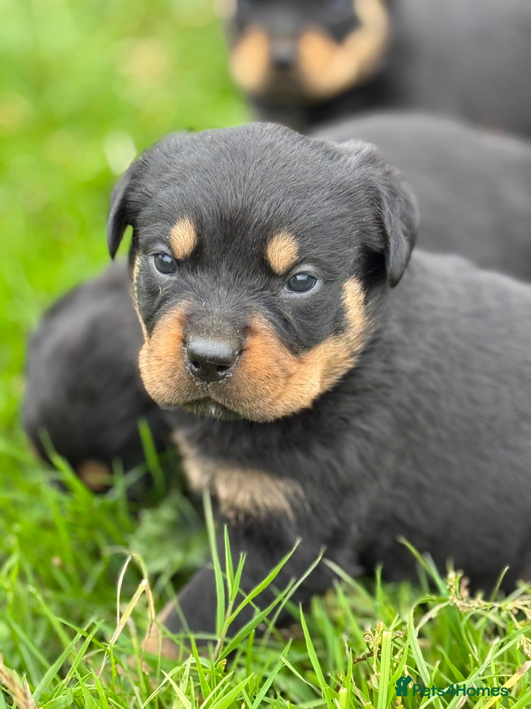 Rottweiler dogs for sale: KC Registered Rottweiler puppies  - Image 6