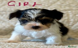 Biewer Terrier dogs for sale: Biewer terrier - Image 7