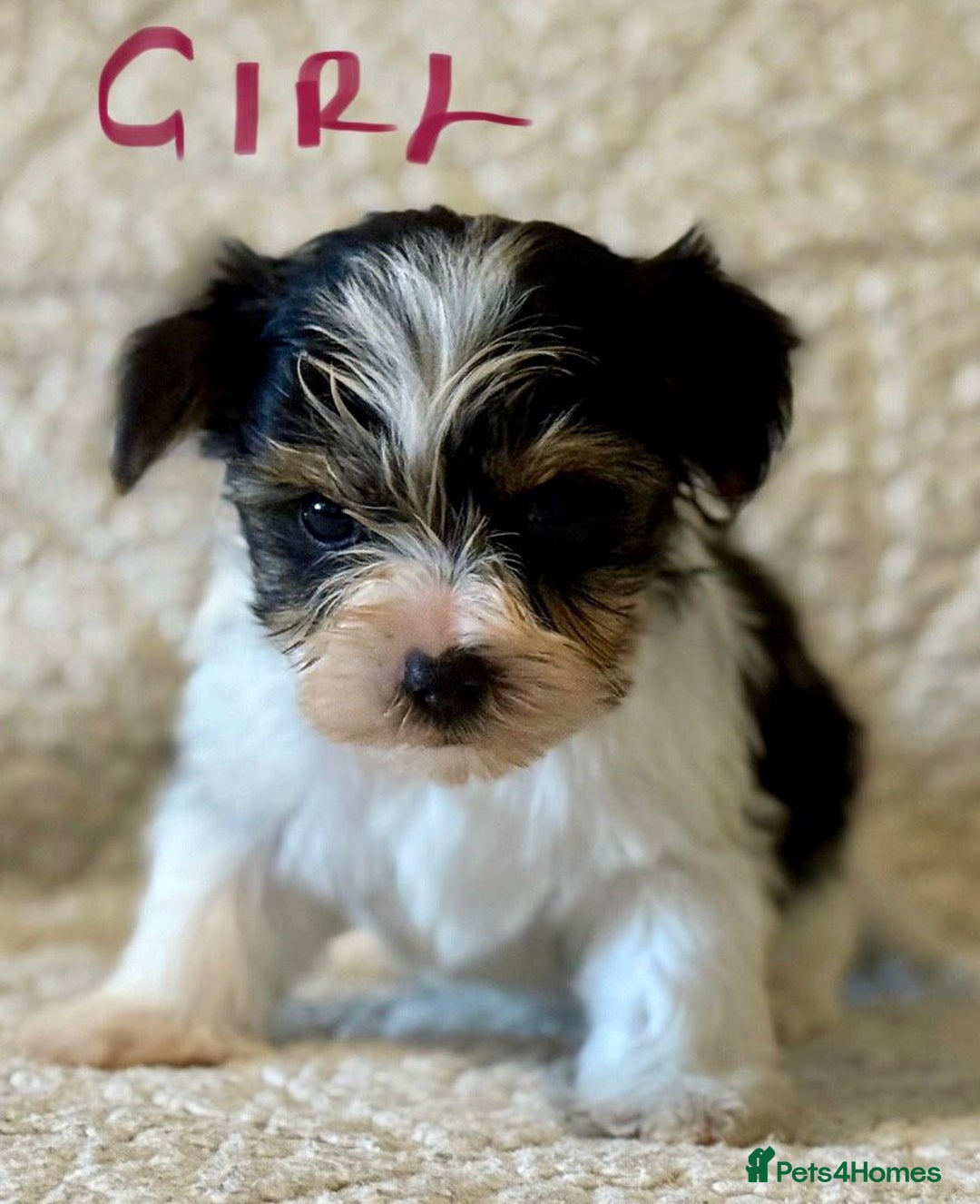Biewer Terrier dogs for sale: Biewer terrier - Image 7