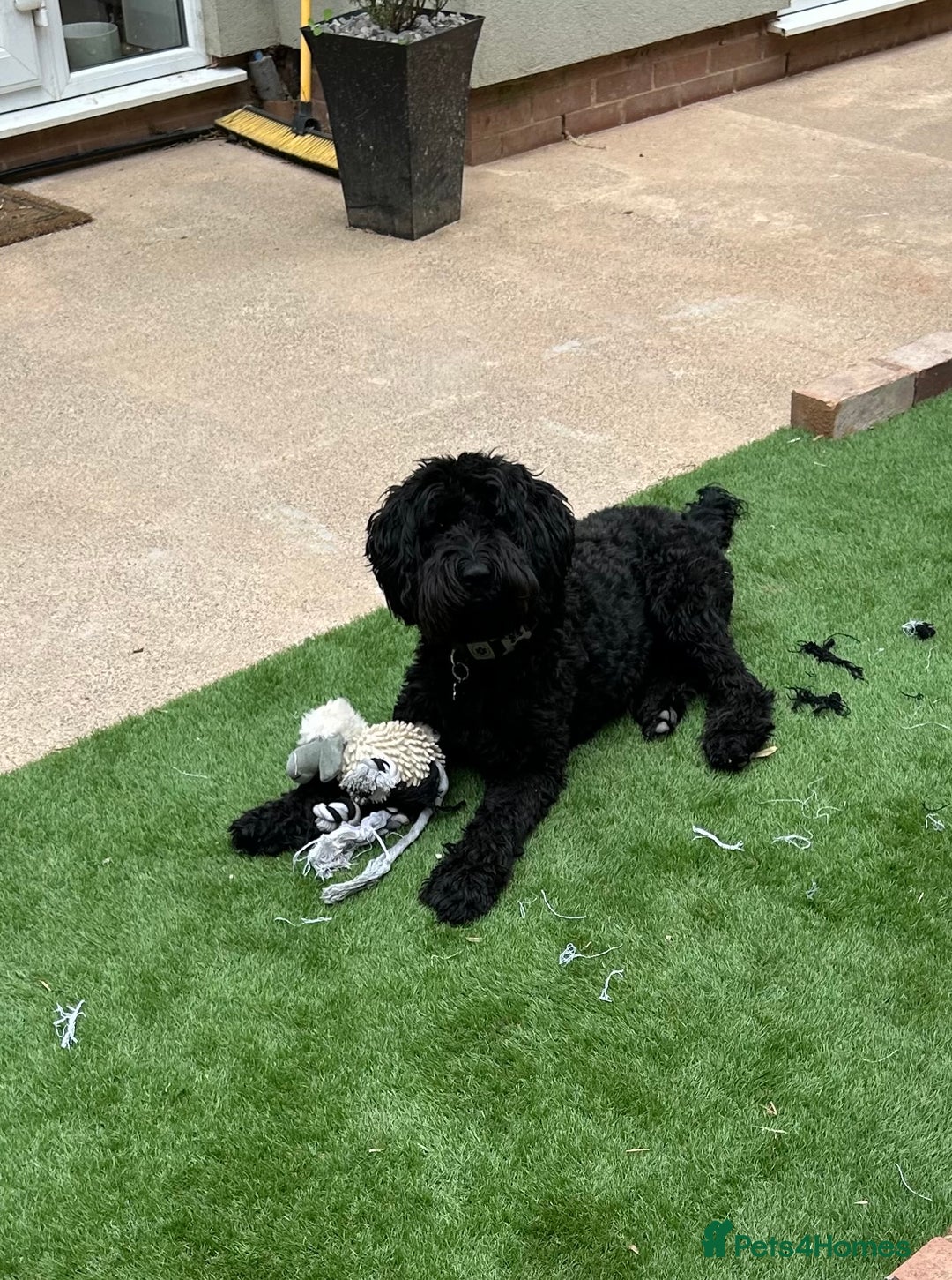 Goldendoodle dogs for sale: Gorgeous Goldendoodle Puppies Multi Generation F3  - Advert 4