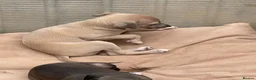 Italian Greyhound dogs for sale: Gorgeous KC Italian Greyhounds - Advert 5