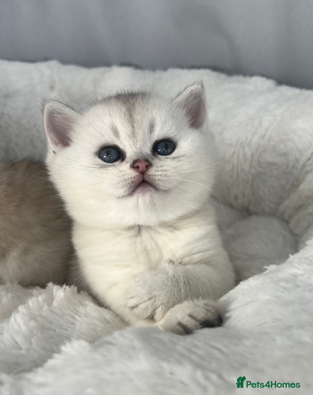 Scottish Fold cats for sale: Adorable Blue-Eyed Scottish Fold Kittens - Advert 20